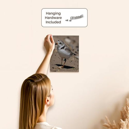 3dRose Piping Plover Adult Museum Grade Canvas Wrap 8x10 - size: 8"L x 10"W