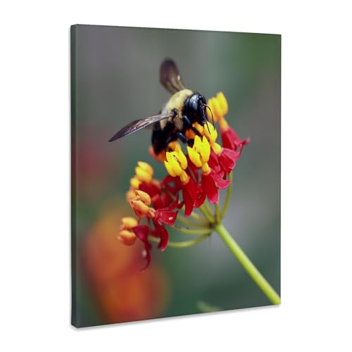 3dRose Macro photograph of a carpenter bee pollinating tropical milkweed. Museum Grade Canvas Wrap 8x10 - size: 8"L x 10"W