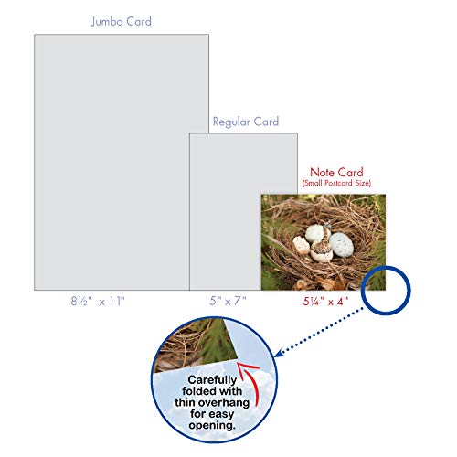 The Best Card Company - 10 Adorable Note Cards Blank (4 x 5.12 Inch) - Wildlife and Animal, Assorted Boxed Set - Minimals M6449OCB - style: Minimals