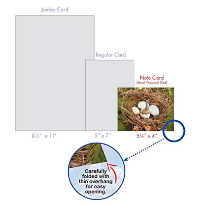 The Best Card Company - 10 Adorable Note Cards Blank (4 x 5.12 Inch) - Wildlife and Animal, Assorted Boxed Set - Minimals M6449OCB - style: Minimals