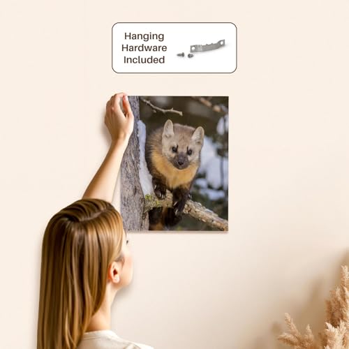 3dRose USA, Montana, Shoshone National Forest. Pine marten closeup, winter Museum Grade Canvas Wrap 11x14 - size: 11"L x 14"W