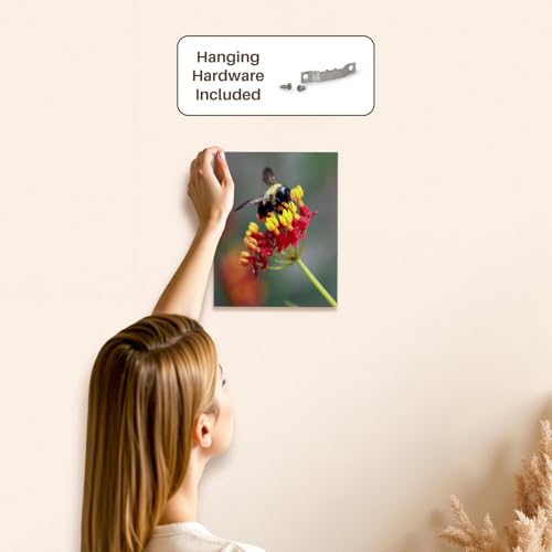 3dRose Macro photograph of a carpenter bee pollinating tropical milkweed. Museum Grade Canvas Wrap 8x10 - size: 8"L x 10"W