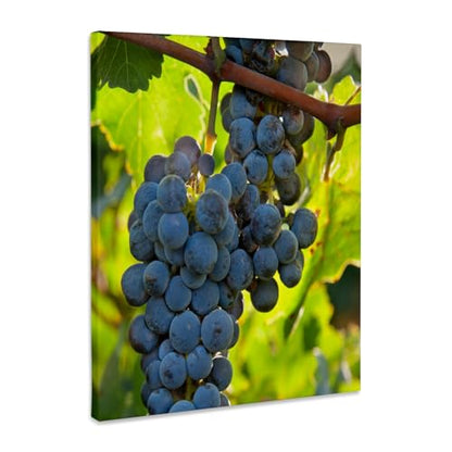 3dRose China, Xinjiang, Xinjiang Uyghur, Manas. Cabernet sauvignon grapes. Museum Grade Canvas Wrap 8x10 - size: 8"L x 10"W