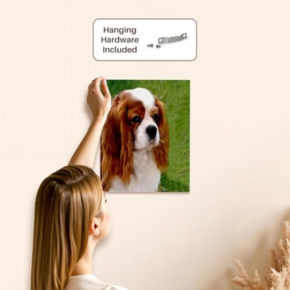 3dRose Cavalier King Charles Spaniels Museum Grade Canvas Wrap 11x14 - size: 11"L x 14"W