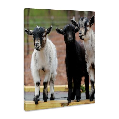 3dRose Museum Grade Canvas Wrap, Multicolor - size: 20"L x 16"W