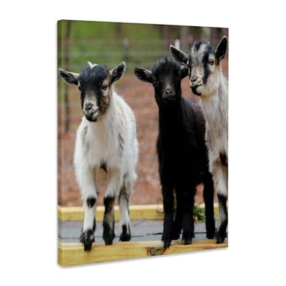 3dRose A photograph of three happy baby goats on a bridge. Museum Grade Canvas Wrap 11x14 - size: 11"L x 14"W