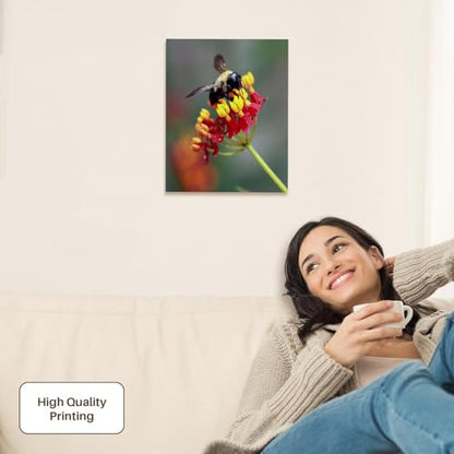 3dRose Macro photograph of a carpenter bee pollinating tropical milkweed. Museum Grade Canvas Wrap 11x14 - size: 11"L x 14"W