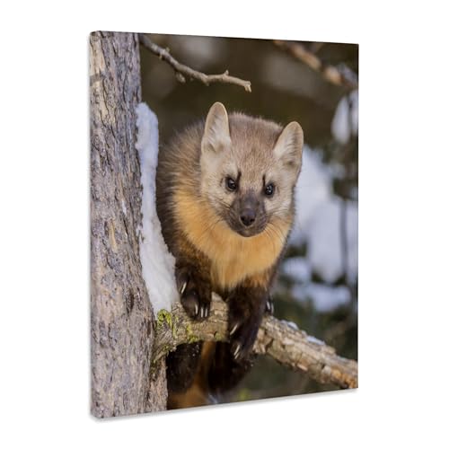 3dRose USA, Montana, Shoshone National Forest. Pine marten closeup, winter Museum Grade Canvas Wrap 8x10 - size: 8"L x 10"W