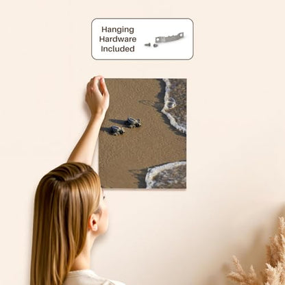 3dRose Baby Kemps riley sea turtles walking towards surf, South Texas, USA Museum Grade Canvas Wrap 11x14 - size: 11"L x 14"W