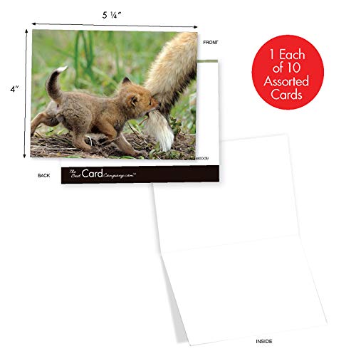 The Best Card Company - 10 Adorable Note Cards Blank (4 x 5.12 Inch) - Wildlife and Animal, Assorted Boxed Set - Little Foxes M6480OCB - style: Little Foxes