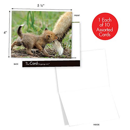 The Best Card Company - 10 Adorable Note Cards Blank (4 x 5.12 Inch) - Wildlife and Animal, Assorted Boxed Set - Little Foxes M6480OCB - style: Little Foxes