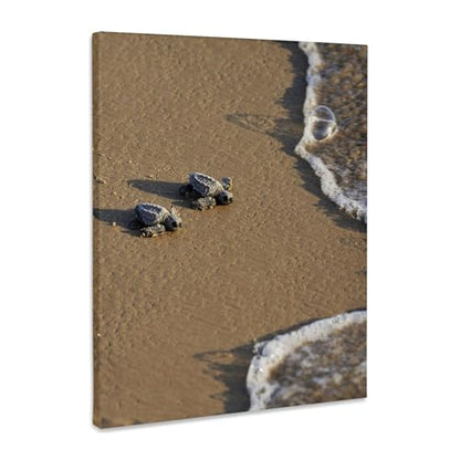 3dRose Baby Kemps riley sea turtles walking towards surf, South Texas, USA Museum Grade Canvas Wrap 8x10 - size: 8"L x 10"W