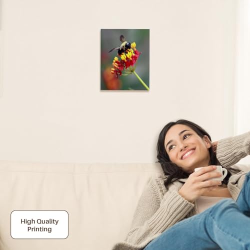 3dRose Macro photograph of a carpenter bee pollinating tropical milkweed. Museum Grade Canvas Wrap 8x10 - size: 8"L x 10"W