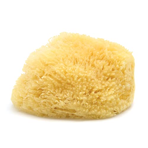 Neptune Caribbean Sea Sponge for Face & Body, Extra Large Approx. 7-8 Inches, Ultra-Soft Bath Sponge, Eco-Friendly & Biodegradable
