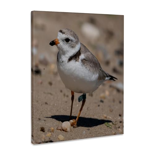 3dRose Piping Plover Adult Museum Grade Canvas Wrap 8x10 - size: 8"L x 10"W