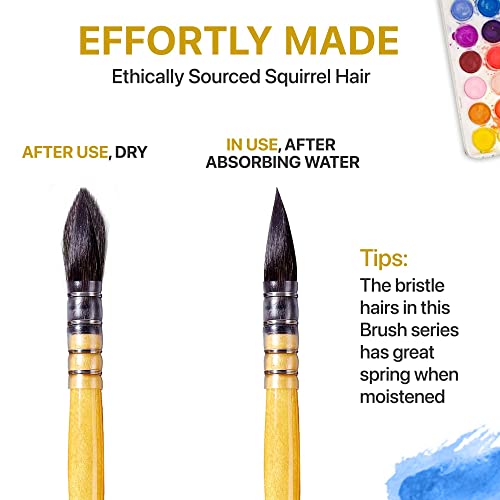 OOKU Professional Quill Brushes Watercolor Set - 6 Pc Real Squirrel Hair Blend Brushes for Consistent Flow - Short Handle Round Paint Brush for Artists, Painting, and Gouache