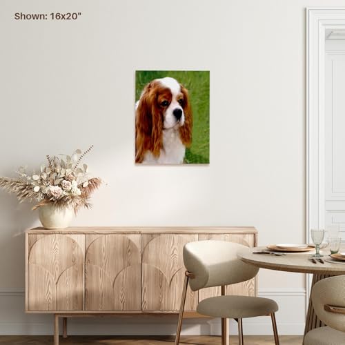 3dRose Cavalier King Charles Spaniels Museum Grade Canvas Wrap 8x10 - size: 8"L x 10"W