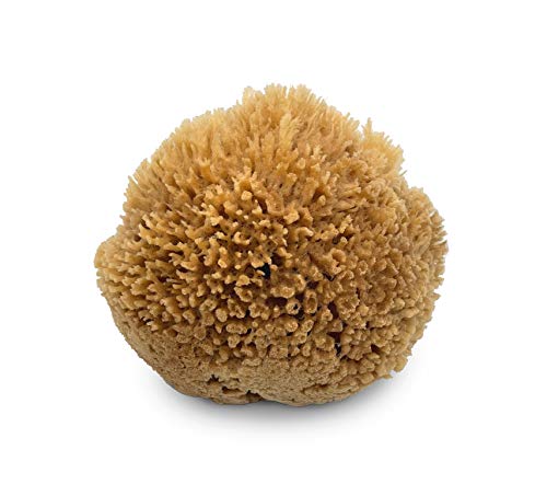 Lullingworth® Natural Sea Wool Art Sponge: Premium Professional Grade 5-6" Unbleached, Excellent for Painting, Decorating, Texturing, Marbling, Limestone/Venetian Plaster, Faux Finishes, Crafts