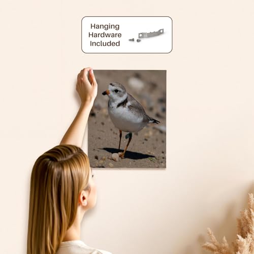 3dRose Piping Plover Adult Museum Grade Canvas Wrap 11x14 - size: 11"L x 14"W