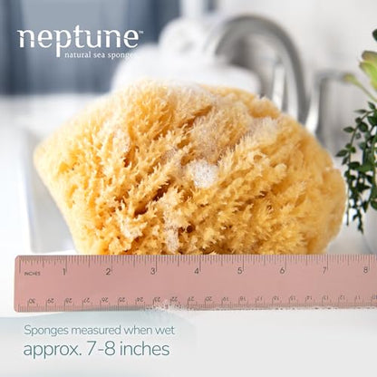 Neptune Caribbean Sea Sponge for Face & Body, Extra Large Approx. 7-8 Inches, Ultra-Soft Bath Sponge, Eco-Friendly & Biodegradable