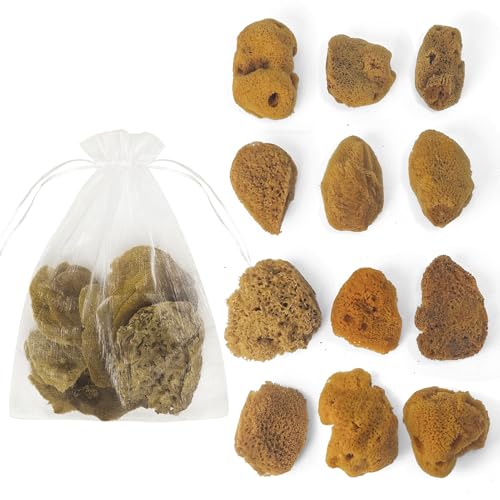 Natural Sea & Synthetic Sponges - Assorted Sizes 12pc Value Pack for Crafts & Artists: Multi - Purpose Art Supply for Professional Painting, Ceramics, Clay & Pottery Projects (12)