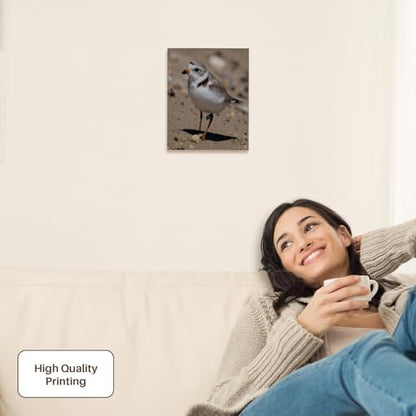 3dRose Piping Plover Adult Museum Grade Canvas Wrap 8x10 - size: 8"L x 10"W