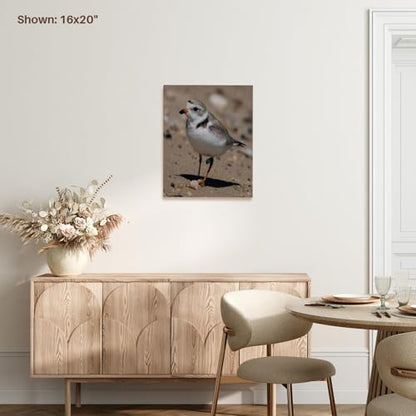 3dRose Piping Plover Adult Museum Grade Canvas Wrap 8x10 - size: 8"L x 10"W