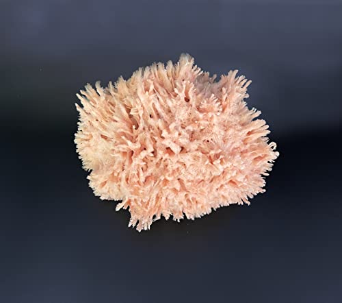 Lullingworth® Natural Sea Wool Art Sponge: Premium Professional Grade 5-6" Unbleached, Excellent for Painting, Decorating, Texturing, Marbling, Limestone/Venetian Plaster, Faux Finishes, Crafts