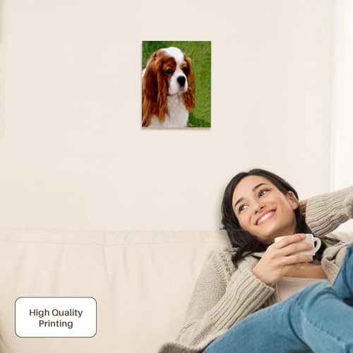 3dRose Cavalier King Charles Spaniels Museum Grade Canvas Wrap 8x10 - size: 8"L x 10"W