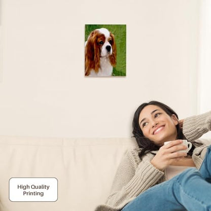 3dRose Cavalier King Charles Spaniels Museum Grade Canvas Wrap 8x10 - size: 8"L x 10"W