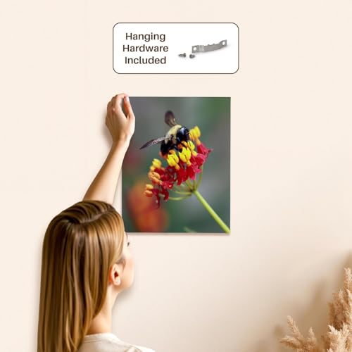 3dRose Macro photograph of a carpenter bee pollinating tropical milkweed. Museum Grade Canvas Wrap 11x14 - size: 11"L x 14"W