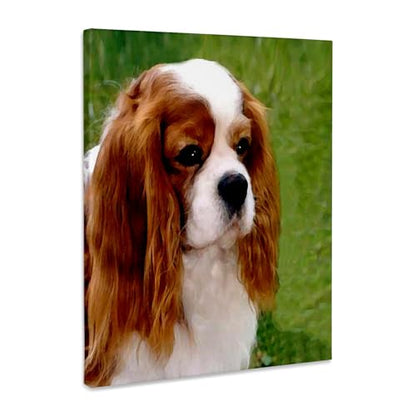 3dRose Cavalier King Charles Spaniels Museum Grade Canvas Wrap 8x10 - size: 8"L x 10"W