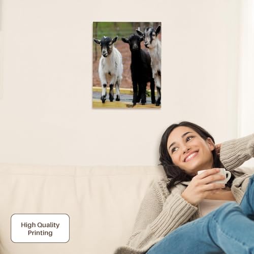 3dRose A photograph of three happy baby goats on a bridge. Museum Grade Canvas Wrap 11x14 - size: 11"L x 14"W