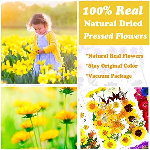 93 Pcs Yellow Dried Pressed Flowers Real Natural Leave Petals for DIY Resin Candle Jewelry Nail Crafts - color: Yellow