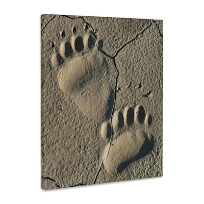 3dRose Footprints of adult coastal grizzly bear. Lake Clark NP, Alaska. Museum Grade Canvas Wrap 11x14 - size: 11"L x 14"W