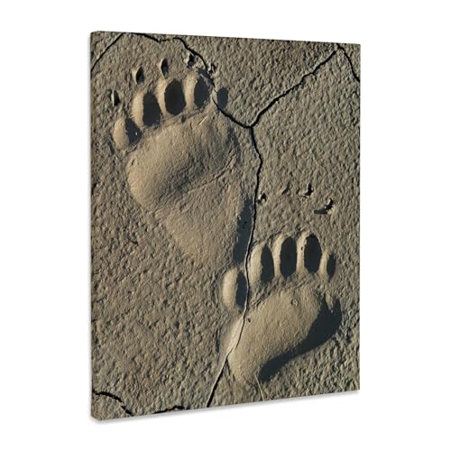 3dRose Footprints of adult coastal grizzly bear. Lake Clark NP, Alaska. Museum Grade Canvas Wrap 8x10 - size: 8"L x 10"W