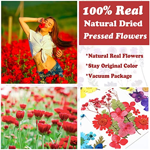 75 Pcs Red Dried Flowers Real Natural Pressed Leave Petals for DIY Resin Candle Jewelry Nail Pendant Crafts - color: Red