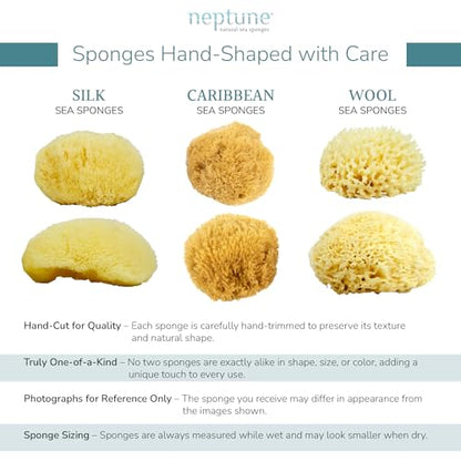 Neptune Caribbean Sea Sponge for Face & Body, Extra Large Approx. 7-8 Inches, Ultra-Soft Bath Sponge, Eco-Friendly & Biodegradable