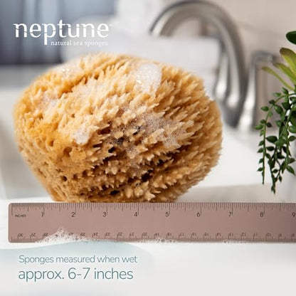 Neptune Caribbean Sea Sponge for Face & Body, Large Approx. 6-7 Inches, Ultra-Soft Bath Sponge, Eco-Friendly & Biodegradable