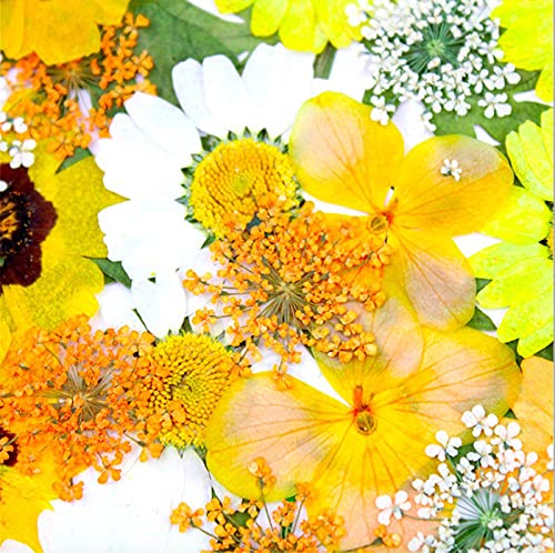 93 Pcs Yellow Dried Pressed Flowers Real Natural Leave Petals for DIY Resin Candle Jewelry Nail Crafts - color: Yellow
